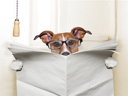 educazione all'uso del vaso - dog sitting on toilet and reading magazine Fotografie stock - Microstock e Abbonamento, Codice: 400-07417563