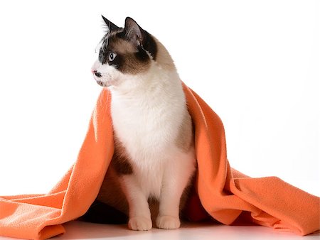 cat under covers - ragdoll sitting under orange blanket on white background - male Stock Photo - Budget Royalty-Free & Subscription, Code: 400-07417628
