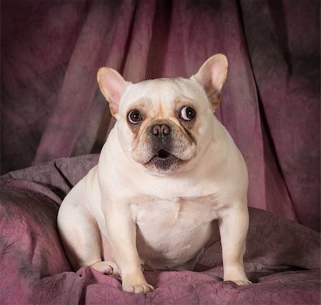 französische bulldogge - french bulldog with silly expression on purple background Stockbilder - Microstock & Abonnement, Bildnummer: 400-07417636