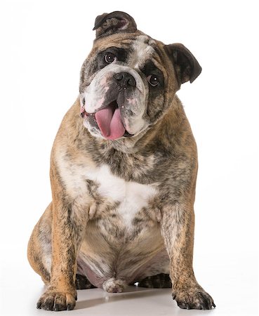 english bulldog sitting looking at viewer isolated on white backgroun Stock Photo - Budget Royalty-Free & Subscription, Code: 400-07417650