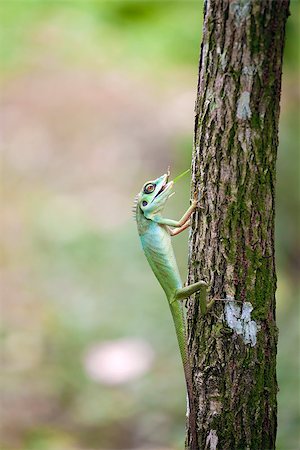 simsearch:400-04097465,k - Green Crested Lizard Climbing on Tree Trunk Feeding on Insect Fotografie stock - Microstock e Abbonamento, Codice: 400-07417695