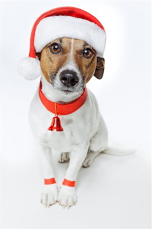 funny jack russell christmas pictures - christmas dog santa Stock Photo - Budget Royalty-Free & Subscription, Code: 400-07417716