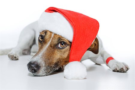 funny jack russell christmas pictures - christmas dog santa Stock Photo - Budget Royalty-Free & Subscription, Code: 400-07417718