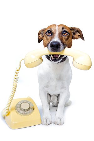 dog phone call Foto de stock - Super Valor sin royalties y Suscripción, Código: 400-07417712