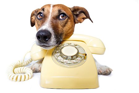 dog phone call Foto de stock - Super Valor sin royalties y Suscripción, Código: 400-07417713