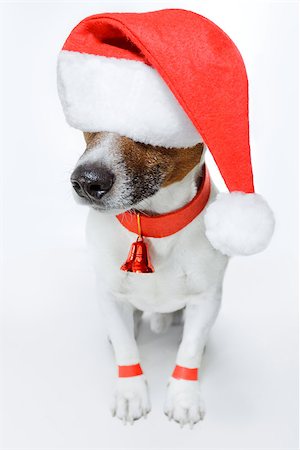 funny jack russell christmas pictures - christmas dog santa Stock Photo - Budget Royalty-Free & Subscription, Code: 400-07417720