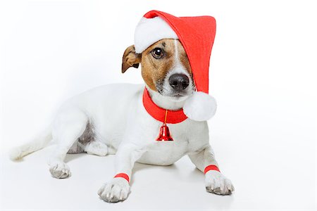 funny jack russell christmas pictures - christmas dog santa Stock Photo - Budget Royalty-Free & Subscription, Code: 400-07417721