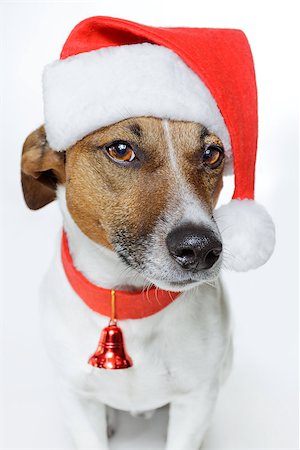 funny jack russell christmas pictures - christmas dog santa Stock Photo - Budget Royalty-Free & Subscription, Code: 400-07417722