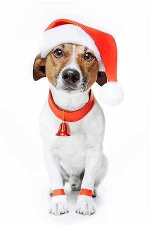 funny jack russell christmas pictures - christmas dog santa Stock Photo - Budget Royalty-Free & Subscription, Code: 400-07417723