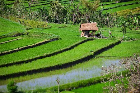 Green terraced rice fields with old hut. Bali, Indonesia. Stock Photo - Budget Royalty-Free & Subscription, Code: 400-07418217