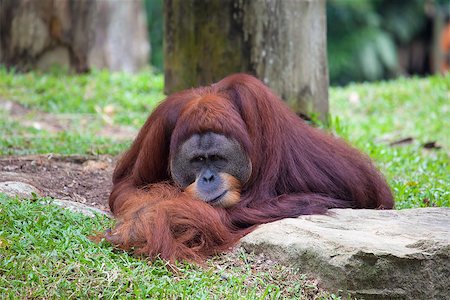 Male Orangutan Laying on the Grass Resting Photographie de stock - Aubaine LD & Abonnement, Code: 400-07418269