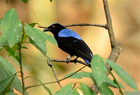 simsearch:400-06770067,k - beautiful male Asian Fairy Bluebird (Irena puella) resting in branch Foto de stock - Super Valor sin royalties y Suscripción, Código: 400-07418401