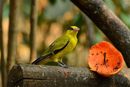 simsearch:400-06770067,k - beautiful female Black-naped Oriole (Oriolus chinensis) resting in branch Foto de stock - Super Valor sin royalties y Suscripción, Código: 400-07418403