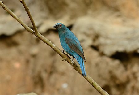 simsearch:400-06770067,k - beautiful female Asian Fairy Bluebird (Irena puella) resting in branch Foto de stock - Super Valor sin royalties y Suscripción, Código: 400-07418436