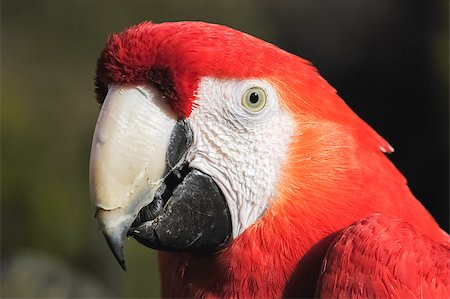 macaw head and beak closeup detail Stock Photo - Budget Royalty-Free & Subscription, Code: 400-07418515