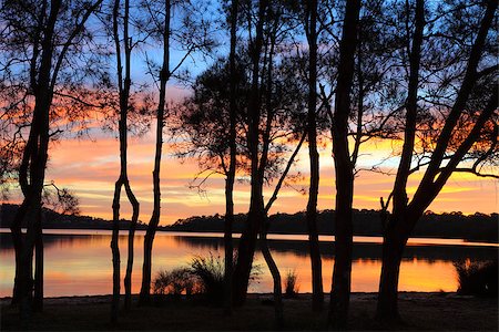 simsearch:400-05079593,k - Spectacular sunrise and reflections over the lagoon and the silhouette of the beautiful she-oak casuarina trees. A perfect day in Australia. Stock Photo - Budget Royalty-Free & Subscription, Code: 400-07418594