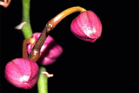simsearch:622-06191168,k - Macro photography of a blooming orchid isolated on a black background Photographie de stock - Aubaine LD & Abonnement, Code: 400-07418805