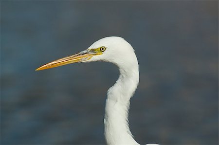 simsearch:400-04519224,k - This is a close-up of Great Egret (Ardea alba). Heron is situated against the gray and blue background. Photographie de stock - Aubaine LD & Abonnement, Code: 400-07418807