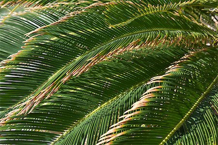 This pattern contains from palm leaves. Such plants are characteristic for south countries. Stockbilder - Microstock & Abonnement, Bildnummer: 400-07418842