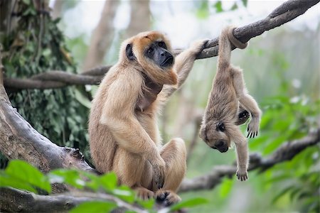 Mother Howler Monkey Sitting on a Tree Branch with Baby Monkey Hanging Upside Down Stock Photo - Budget Royalty-Free & Subscription, Code: 400-07418962