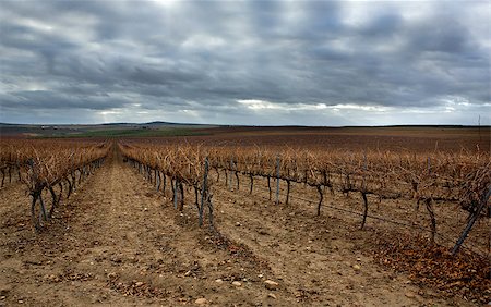 Cropland of Vineyards in winter Badajoz, Spain. Looking vineyard rows with red and yellow leaves in autumn Foto de stock - Super Valor sin royalties y Suscripción, Código: 400-07419010