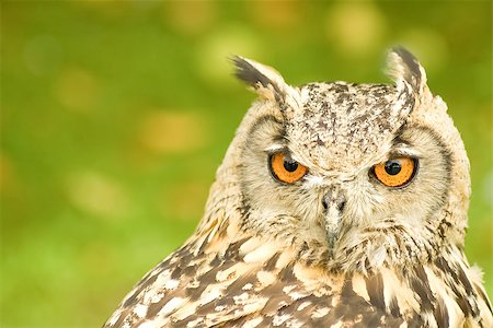 fauconnerie - closeup head portrait of a bengal eagle owl Photographie de stock - Aubaine LD & Abonnement, Code: 400-07419363