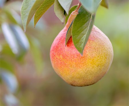 simsearch:400-03951592,k - Ripe red pears on a tree branch Foto de stock - Super Valor sin royalties y Suscripción, Código: 400-07419508