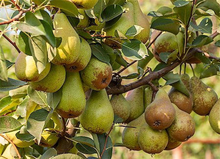 simsearch:400-07513164,k - pear trees laden with fruit in an orchard in the sun Stockbilder - Microstock & Abonnement, Bildnummer: 400-07419501