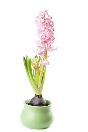 Pink hyacinth isolated on white background Stock Photo - Budget Royalty-Free & Subscription, Code: 400-07419771