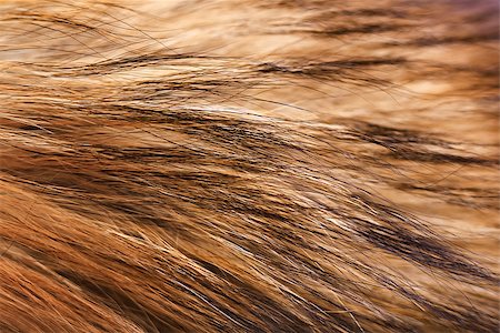 pzromashka (artist) - Fur closeup. Auburn raccoon fur. Macro. horizontal Stock Photo - Budget Royalty-Free & Subscription, Code: 400-07419828