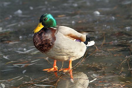 simsearch:400-07327265,k - male mallard duck ( Anas platyrhynchos ) standing on frozen surface of the lake Photographie de stock - Aubaine LD & Abonnement, Code: 400-07410175