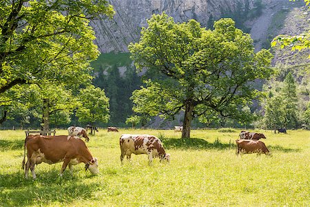 simsearch:400-08075707,k - Image of a flock of cows in alps in summer Stockbilder - Microstock & Abonnement, Bildnummer: 400-07410198