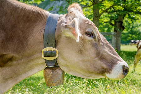 simsearch:400-04638918,k - Side profile of a Cow in the Austrian Alps Photographie de stock - Aubaine LD & Abonnement, Code: 400-07410211