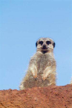 simsearch:400-04879400,k - Meerkat standing in the wild closeup Stock Photo - Budget Royalty-Free & Subscription, Code: 400-07410212