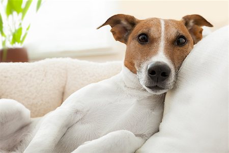 people animal cuddle - dog having a relaxing time in living room Stock Photo - Budget Royalty-Free & Subscription, Code: 400-07410440