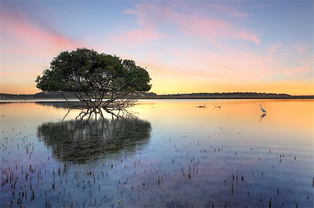 Mangrove tree and white egret , type of heron, in the morning showing the mangroves distinctive peg roots sticking up out of the water. Photographie de stock - Aubaine LD & Abonnement, Code: 400-07410839