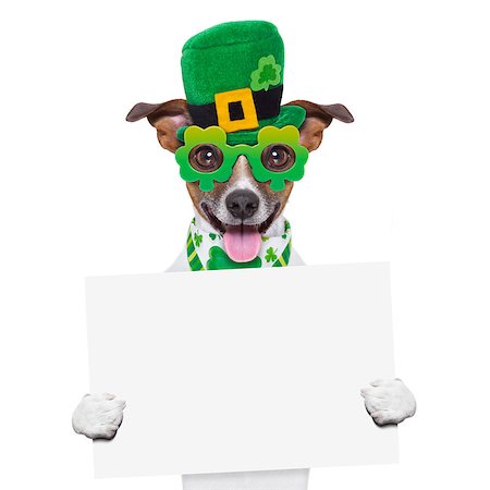 simsearch:400-07055954,k - st patricks  day dog holding a blank banner Stockbilder - Microstock & Abonnement, Bildnummer: 400-07410945