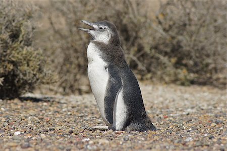 Colony of Magellanic Penguins, Punta Tombo, Argentina, South America Foto de stock - Super Valor sin royalties y Suscripción, Código: 400-07410964