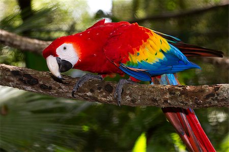 close up of a scarlet macaw in the rain forest of Belize Photographie de stock - Aubaine LD & Abonnement, Code: 400-07411051