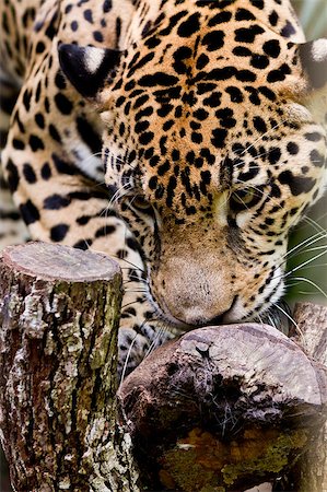 close up of a jaguar in the rain forest of Belize Photographie de stock - Aubaine LD & Abonnement, Code: 400-07411052
