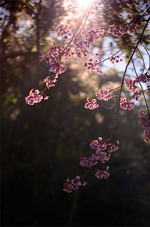 Thai Cherry Blossom at Doi Angkhang, Chiangmai, Thailand Photographie de stock - Aubaine LD & Abonnement, Code: 400-07411179