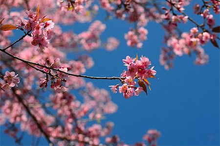 Thai Cherry Blossom at Doi Angkhang, Chiangmai, Thailand Photographie de stock - Aubaine LD & Abonnement, Code: 400-07411180