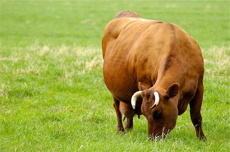 simsearch:400-08075707,k - A cow is standing on a field eating grass Stockbilder - Microstock & Abonnement, Bildnummer: 400-07411294
