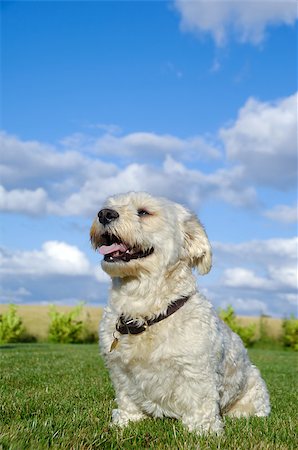 simsearch:400-03979341,k - Bichon dog in garden with blue and cloudy sky in the background. Stock Photo - Budget Royalty-Free & Subscription, Code: 400-07411297