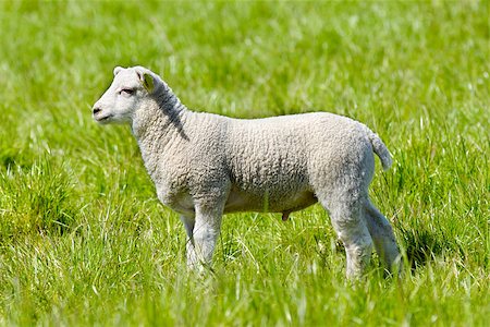 simsearch:400-04478701,k - Lamb in profile on green grass Stockbilder - Microstock & Abonnement, Bildnummer: 400-07411291