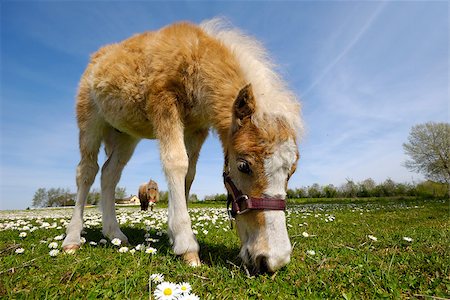 simsearch:400-08372603,k - A sweet young horse is eating grass Stock Photo - Budget Royalty-Free & Subscription, Code: 400-07411293