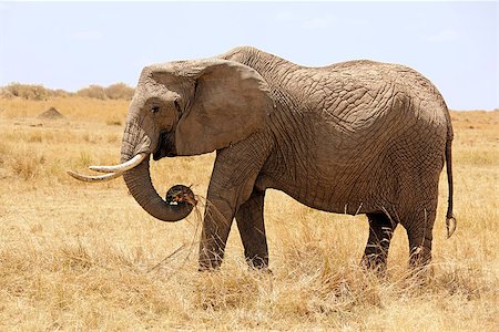 simsearch:400-04378395,k - An Elephant (Loxodonta) on the Maasai Mara National Reserve safari in southwestern Kenya. Stock Photo - Budget Royalty-Free & Subscription, Code: 400-07411472