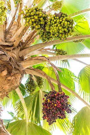 palma de dátil - Phoenix dactylifera, also known as date palm, bearing edible sweet fruit. Foto de stock - Super Valor sin royalties y Suscripción, Código: 400-07411690