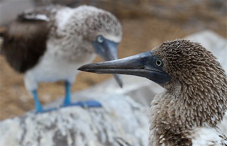 fou à pieds bleus - This mother and father blue-footed booby cross beacks while perched over their baby chick, their heads forming a vague outline of a heart. Photographie de stock - Aubaine LD & Abonnement, Code: 400-07412117