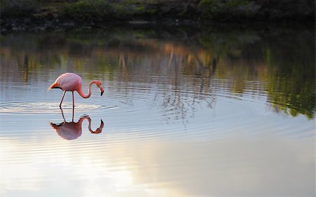 pong - Minutes after sunrise, this Galapagos flamingo peacefully strolls through a gentle lagoon in search of breakfast. Stock Photo - Budget Royalty-Free & Subscription, Code: 400-07412120